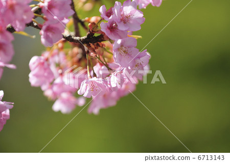Kawazu cherry tree 6713143