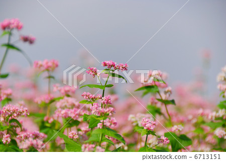 紅色果子花 6713151