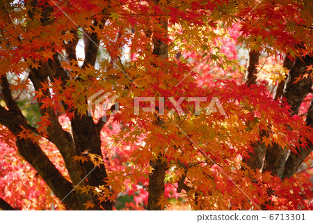 秋天的樹葉 秋天的樹葉 6713301