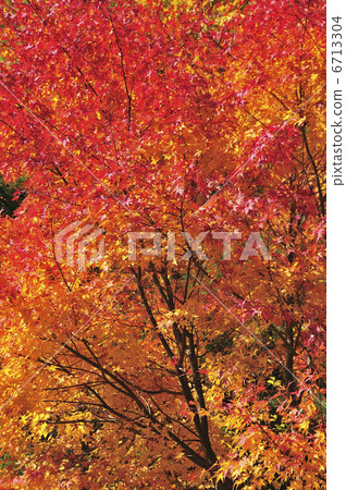 秋天的樹葉 6713304
