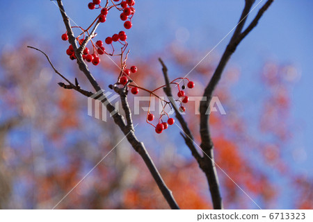 Nanakamado水果 6713323