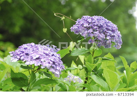 繡球 繡球 6713394