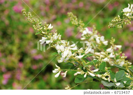 stock photo: bush clover