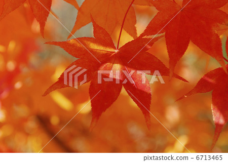 秋天的樹葉 6713465