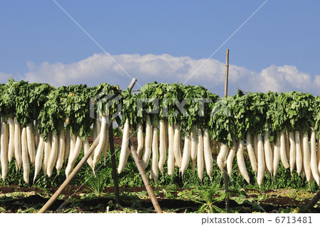 幹蘿蔔 幹蘿蔔 6713481