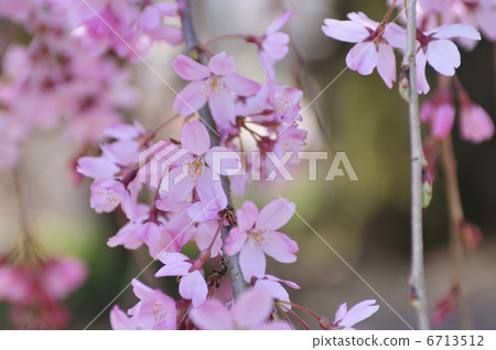 Cherry Blossoms Cherry Blossoms 6713512