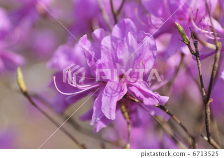 Mitsuba杜鵑花 6713525