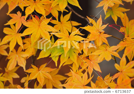 Autumn leaves Autumn leaves 6713637