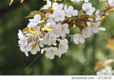 Cherry Blossoms Cherry Blossoms 6713638