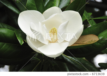 Thai sanbok Thai sanbok 6713639