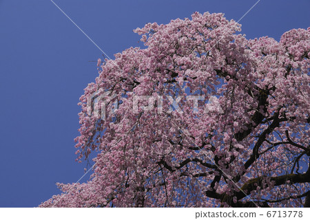 櫻桃樹 6713778