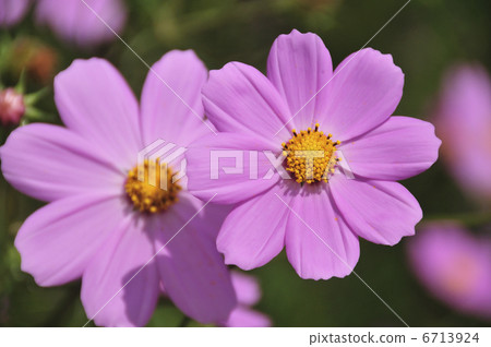 Cosmos 6713924