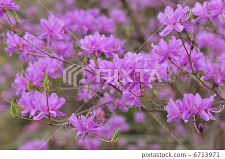 Mitsuba杜鵑花 Mitsuba杜鵑花 6713971
