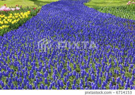 Muscari 6714153