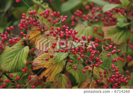 Viburnum 6714260