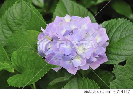 Hydrangea 6714337