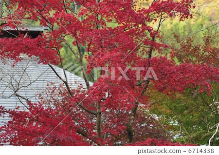 Autumn leaves 6714338