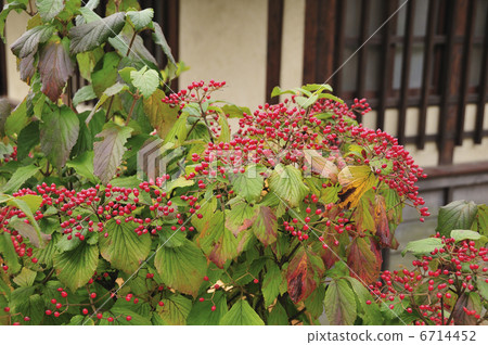 An old private house and a fruit of a garlic tree 6714452