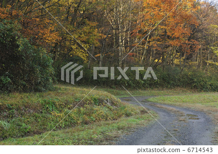 秋天的樹葉 6714543