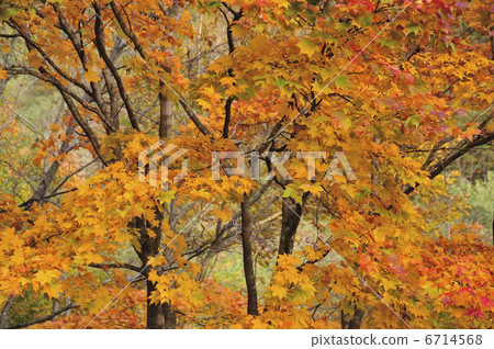 秋天的樹葉 6714568