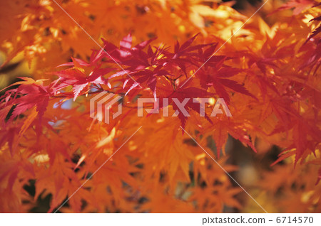 秋天的樹葉 6714570