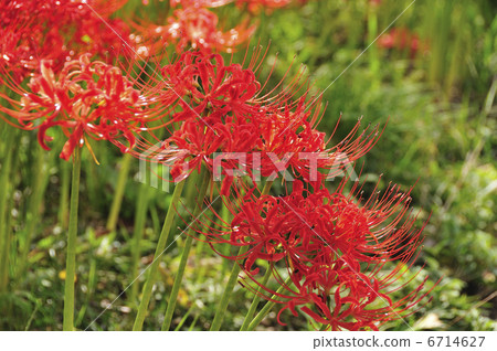 群集孤挺花 群集孤挺花 6714627