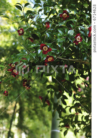 竹林和山茶花 6714628