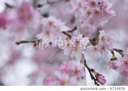 櫻桃樹 櫻桃樹 6714656