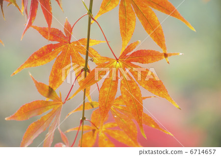秋天的樹葉 秋天的樹葉 6714657