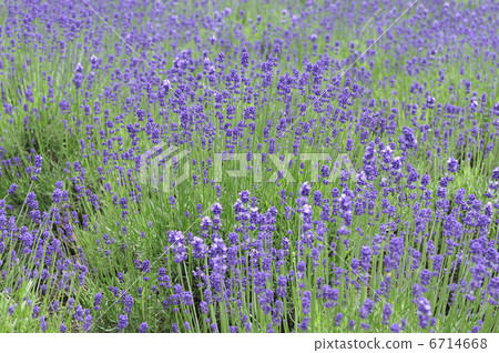 薰衣草 6714668