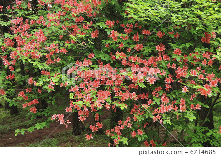 大和杜鵑花 6714685
