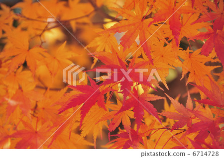 Autumn leaves 6714728