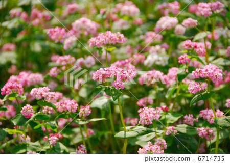 紅色果子花 紅色果子花 6714735