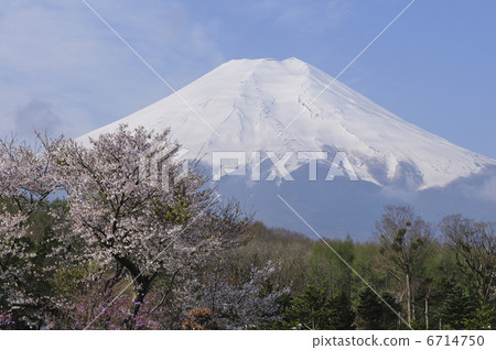 富士和櫻花 富士和櫻花 6714750
