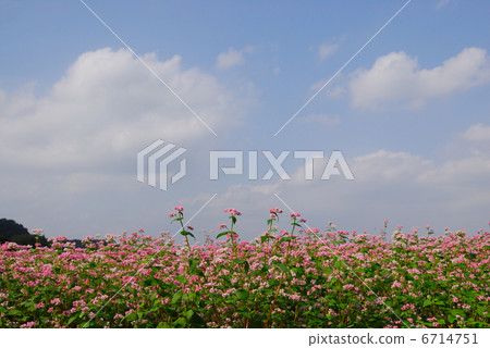 白花和白雲 6714751