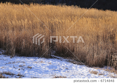 Susuki Susuki 6714848