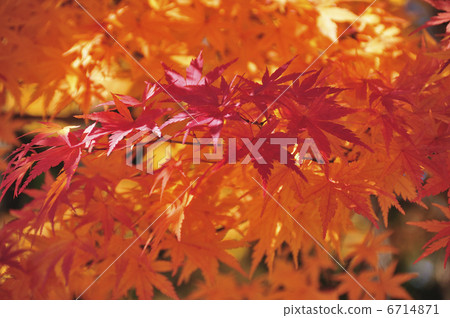 Autumn leaves Autumn leaves 6714871