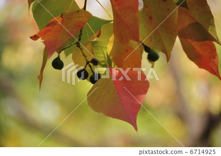 中國牛油的秋葉 6714925