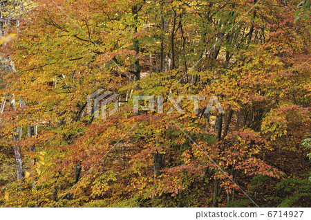 秋天的樹葉 秋天的樹葉 6714927