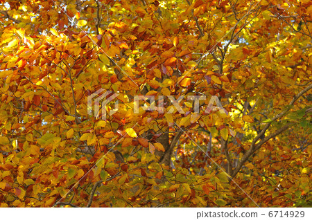 秋天的樹葉 6714929