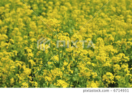 強姦開花 強姦開花 6714931