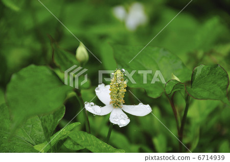 北達見花 北達見花 6714939