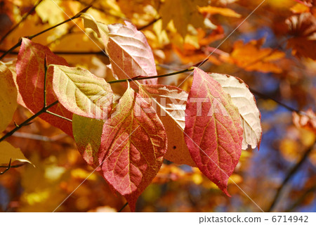 秋天的樹葉 秋天的樹葉 6714942