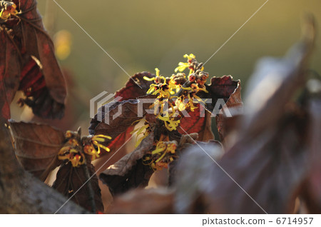 金縷梅 金縷梅 6714957