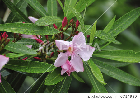 夾竹桃 6714980
