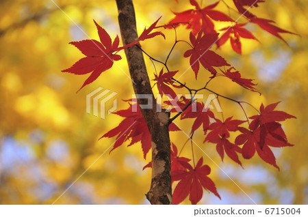 Autumn leaves Autumn leaves 6715004
