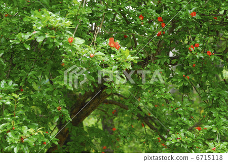 Pomegranate flower Pomegranate flower 6715118