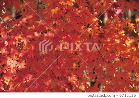 Autumn leaves Autumn leaves 6715136