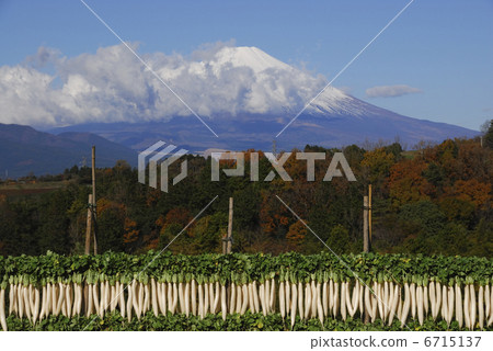 Mt. Fuji and dried radish Mt. Fuji and dried radish 6715137