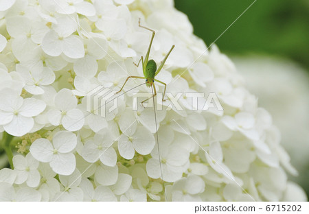 Hydrangea and insects 6715202